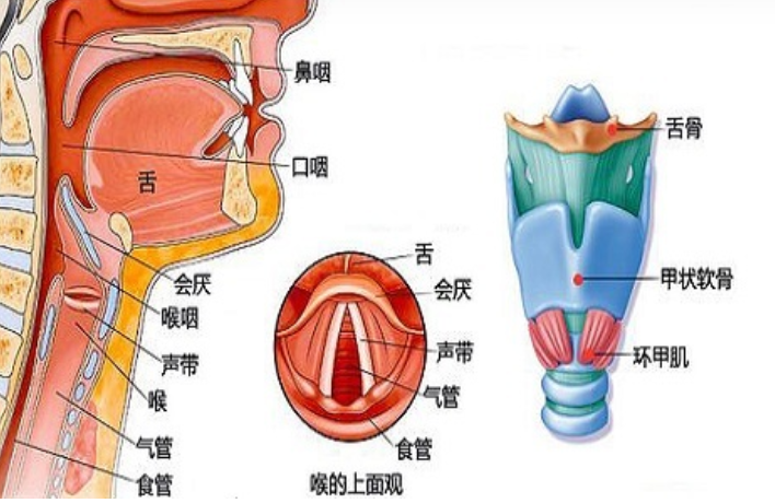 洛陽咽炎診所：咽炎的症狀及分(fēn)類